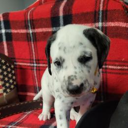 Archer (LUA) - White and black male Dalmatian puppy in Grant, Michigan from Savannah Woltanski