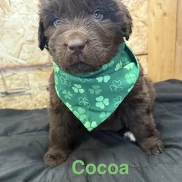Cocoa - Brown female Newfoundland puppy in Goodhue, Minnesota from Claypits Newfoundlands