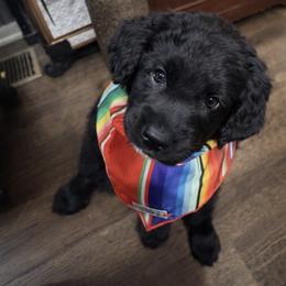 Ferris - Black and white male Aussiedoodle puppy in Hope, Indiana from Little Hawcreek Doodles
