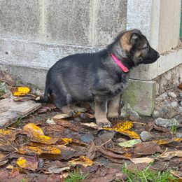 Pink - Sable female German Shepherd puppy in Roy, Washington from Diwaids Working German Shepherd Dogs
