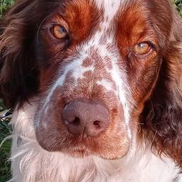 English Springer Spaniels from Springer's Journey Spaniels