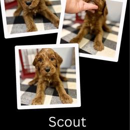 Scout - Red male Irish Doodle puppy in Bluefield, Virginia from Love on a Leash
