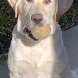 Labrador Retriever All Grown Up from Five Star Labradors