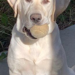 Labrador Retriever All Grown Up from Five Star Labradors