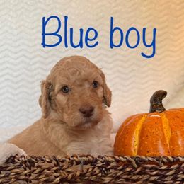 Goldendoodle Puppies from Jaymie's Doodles