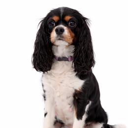 Darling - Cavalier King Charles Spaniel