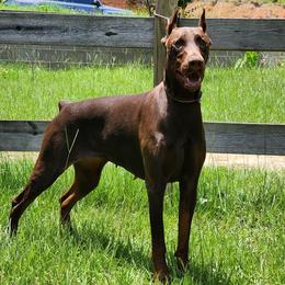 Doberman Pinschers from JSG Dobermans