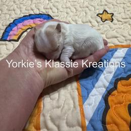 Kiana - Parti female Yorkshire Terrier puppy in Dierks, Arkansas from Yorkie’s Klassie Kreations