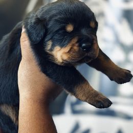 Rottweiler Puppies from MMG Rottweilers