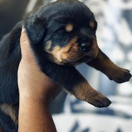 Rottweiler Puppies from MMG Rottweilers