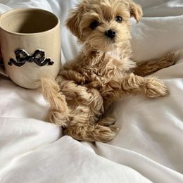 Goldendoodle, Maltipoo, and Yorkipoo Puppies from Doodle Pups Fur-Ever
