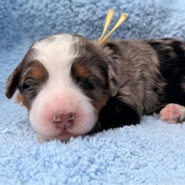 Girl 4 - Merle female Bernedoodle puppy in Sandy, Oregon from MC Doodles
