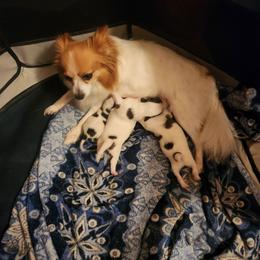 Boy 2 - Fawn and white male Papillon puppy in Bon Aqua, Tennessee from Rene's Papillon