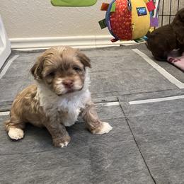 Fawn and White Male - Fawn male Havanese puppy in Monahans, Texas from Homeward Havanese, LLC