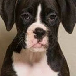 Boxers from Vista Run Boxers