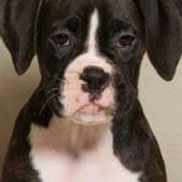 Boxers from Vista Run Boxers