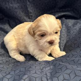 Coco - girl 2 - Cream and white female Shih Tzu puppy in Hermiston, Oregon from Butterfly Shih Tzu Pups