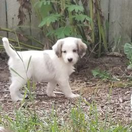 Companion Cross Puppies from Mandala Dogs