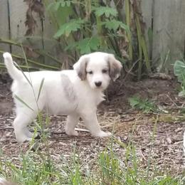 Companion Cross Puppies from Mandala Dogs