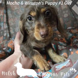 Puppy 1 - Chocolate and tan female Dachshund puppy in Anamosa, Iowa from Melsh Precious Pets