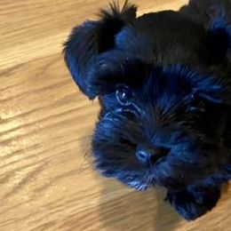 Miniature Schnauzers from Barnes Bearded Beauties