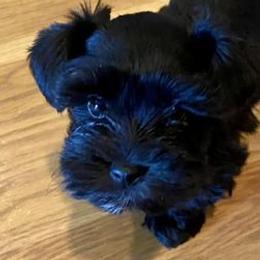 Miniature Schnauzers from Barnes Bearded Beauties