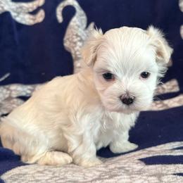 Female Yellow Collar - White female Maltese puppy in Cisco, Texas from Fancy Pants Maltese