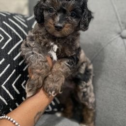 Cockapoo Puppies from Doodle Corner