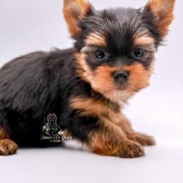 Yorkshire Terrier Puppies from Essence of Grace Yorkies