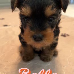 Yorkshire Terrier All Grown Up from Peppy Puppy Palace