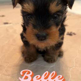 Yorkshire Terrier All Grown Up from Peppy Puppy Palace