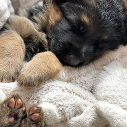 German Shepherds from Messer Family Farm