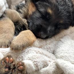 German Shepherds from Messer Family Farm