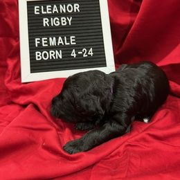 Labradoodle Puppies from Decatur Doodles