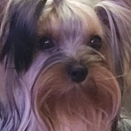Kiss - Yorkshire Terrier
