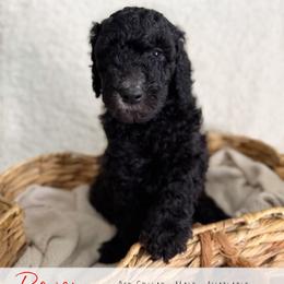 Red Boy - Black male Goldendoodle puppy in Carthage, Tennessee from Willows Doodles