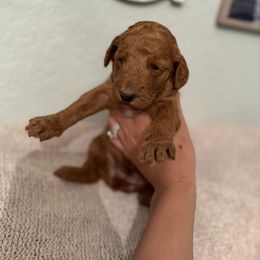 Girl 3 - Red  female Goldendoodle puppy in Spring Hill, Florida from Ohana Doodles x Frenchies