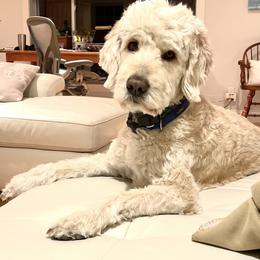 Goldendoodles from Grant Us Doodles / Grant Us Poodles