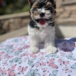 Biewer Terrier Puppies from Ocean Bright Biewer Terriers