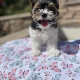 Biewer Terrier Puppies from Ocean Bright Biewer Terriers
