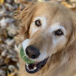 Golden Retrievers and Working Dog Crosses from Level Up Retrievers