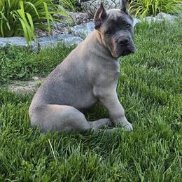 (Reserved) Blue Collar Male - Gray and fawn male Cane Corso puppy in Aiken, South Carolina from Hazel’s House of Cane Corso