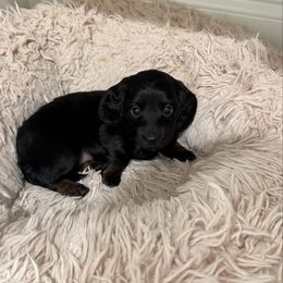 Baby 2 - Black female Dachshund puppy in Pittsboro, North Carolina from Hannau Doxies