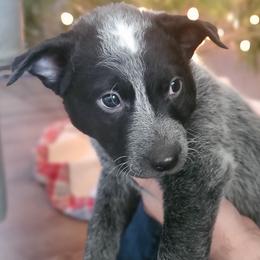 Celery (Tonto) - Blue male Australian Cattle Dog puppy in Monterey, Tennessee from Quarter Acre Farms