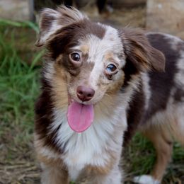 Gamora - Toy Australian Shepherd