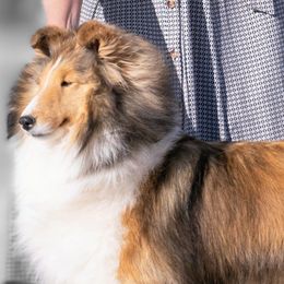 Shetland Sheepdogs from Sandcastle Shelties