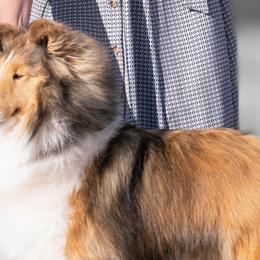 Shetland Sheepdogs from Sandcastle Shelties
