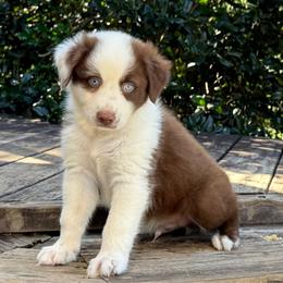 Ranger Moody - Red tri-color male Australian Shepherd puppy in Statesville, North Carolina from Charming Australian Shepherds
