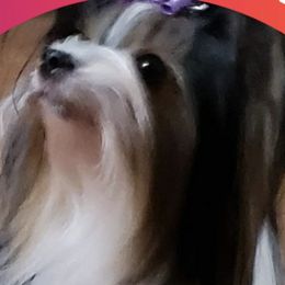Biewer Terriers from LinMar Biewers & Yorkshire Terriers