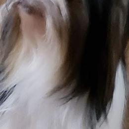 Biewer Terriers from LinMar Biewers & Yorkshire Terriers